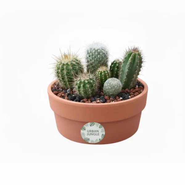 Regalos originales cactus CDMX Arreglo de cactus en maceta de barro. Regalo ecológico personalizado o centro de mesa. CDMX