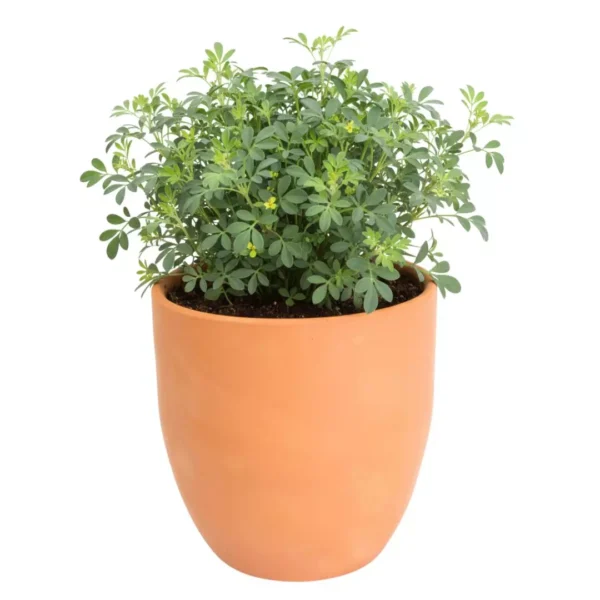 Ruda en barro CDMX Ruda en maceta de barro CDMX