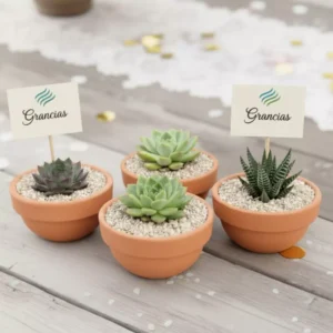 Suculentas en maceta de barro para eventos sociales y corporativos en CDMX