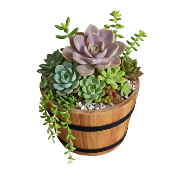 Suculentas en maceta madera CDMX Arreglo de plantas suculentas en maceta de madera