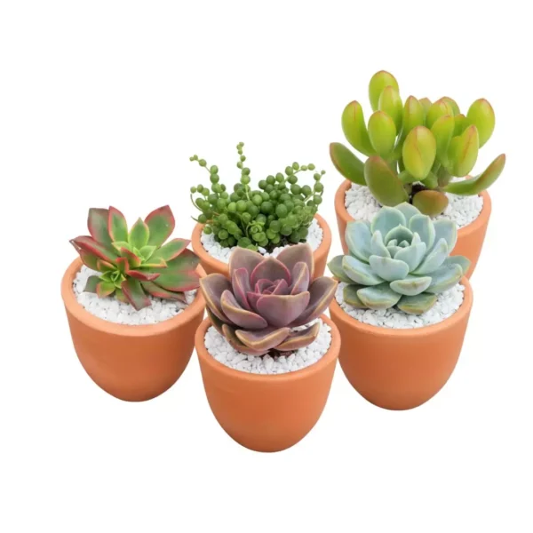 Suculentas en macetas de barro CDMX Recuerdos ecológicos para eventos en CDMX: Suculentas en macetas de barro