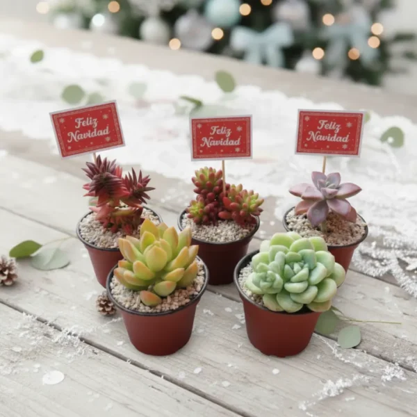 Regalos ecológicos. Suculentas personalizadas con temática de navidad. CDMX