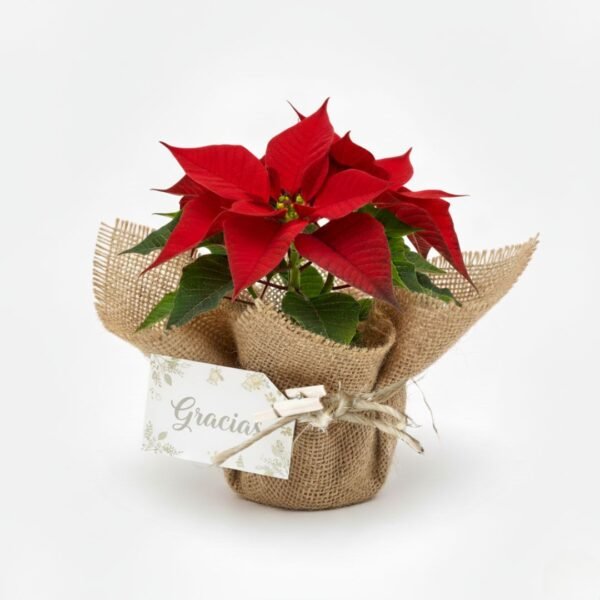 Nochebuena mini envuelta en tela para reuniones familiares, de oficina o en el trabajo