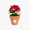 Nochebuena en maceta de barro con diseño navideño
