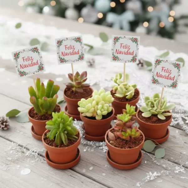 Regalos ecológicos. Suculentas mini personalizadas con temática de navidad. CDMX