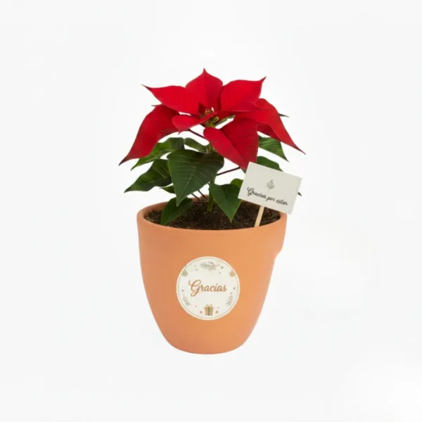 Nochebuena en maceta de barro con diseño navideño