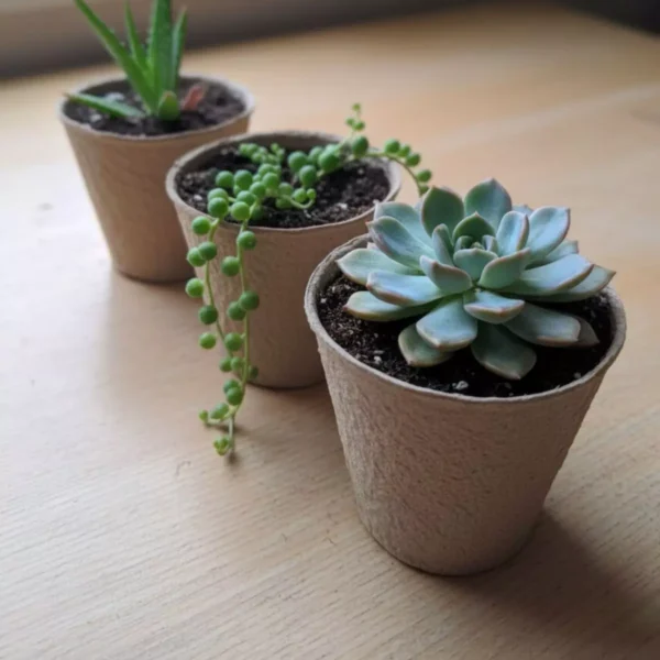 Macetas biodegradables suculentas Macetas biodegradables de papel para recuerdos ecológicos