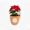 Nochebuena en maceta de barro con diseño navideño
