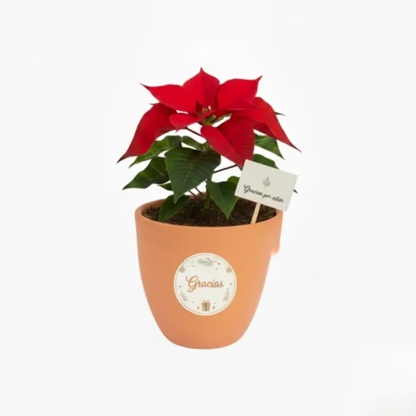 Nochebuena en maceta de barro con diseño navideño
