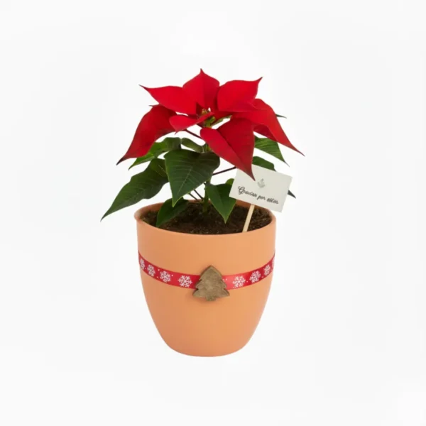 Nochebuena en maceta de barro con diseño navideño