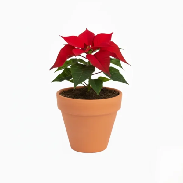 Nochebuena en maceta de barro con diseño navideño