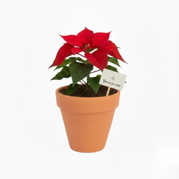 Nochebuena en maceta de barro con diseño navideño