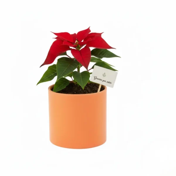 Nochebuena en maceta de barro con diseño navideño