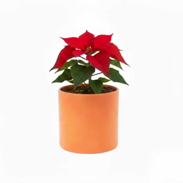 Nochebuena en maceta de barro con diseño navideño