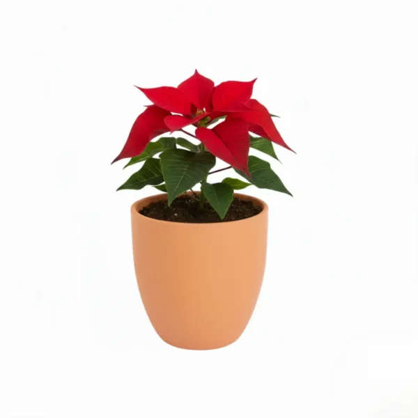 Nochebuena en maceta de barro con diseño navideño