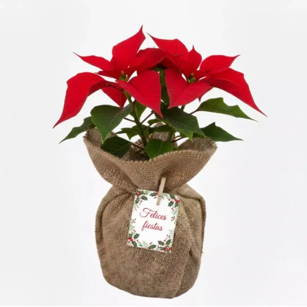 Nochebuena envuelta en tela para reuniones familiares, de oficina o en el trabajo