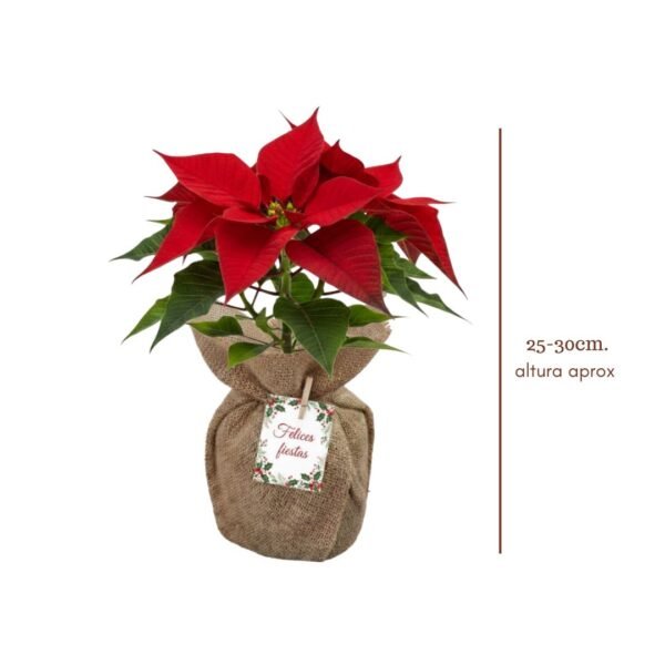 Nochebuena envuelta en tela para reuniones familiares, de oficina o en el trabajo