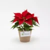 Nochebuena mini en maceta biodegradable para reuniones familiares, de oficina o en el trabajo