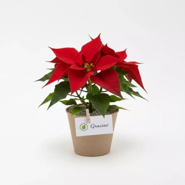 Nochebuena mini en maceta biodegradable para reuniones familiares, de oficina o en el trabajo