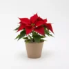 Nochebuena mini en maceta biodegradable para reuniones familiares, de oficina o en el trabajo