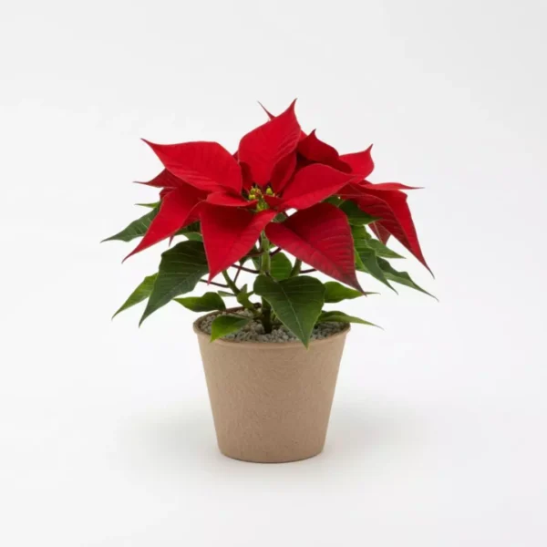 Nochebuena mini en maceta biodegradable para reuniones familiares, de oficina o en el trabajo