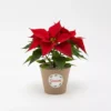 Nochebuena mini en maceta biodegradable para reuniones familiares, de oficina o en el trabajo