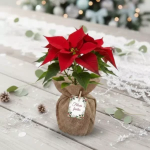 Nochebuena mediana eventos fin de año CDMX Nochebuena envuelta en tela para reuniones familiares, de oficina o en el trabajo