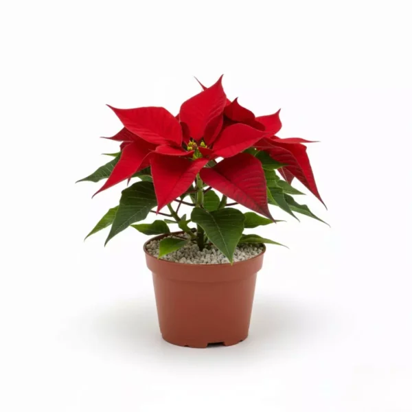 Nochebuena mini para reuniones familiares, de oficina o en el trabajo