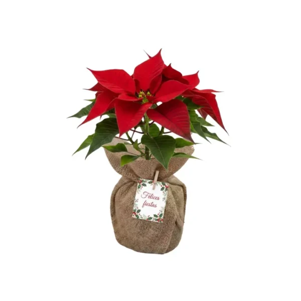 Nochebuena envuelta en tela para reuniones familiares, de oficina o en el trabajo