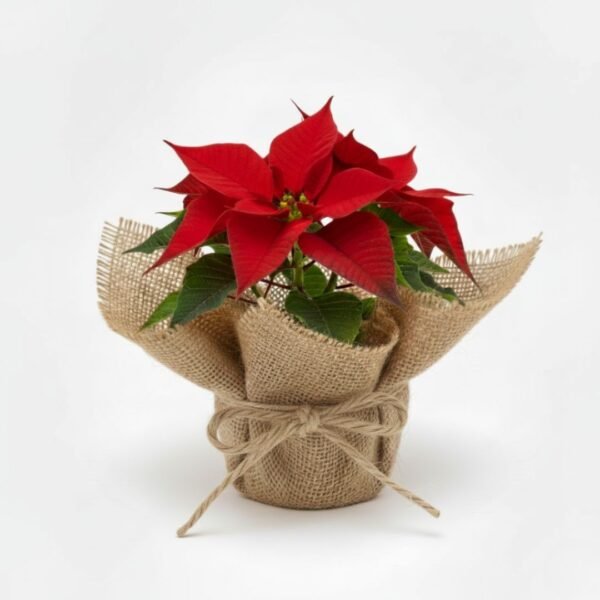 Nochebuena mini envuelta en tela para reuniones familiares, de oficina o en el trabajo