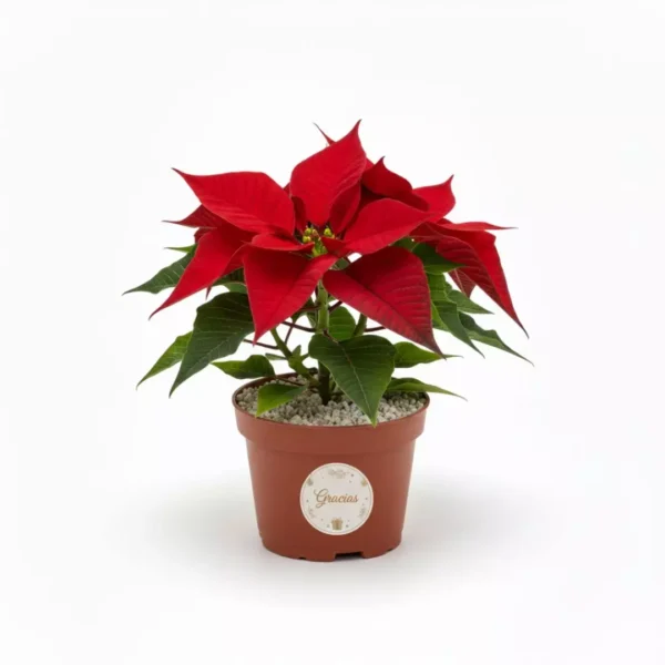 Nochebuena mini con sticker personalizado para reuniones familiares, de oficina o en el trabajo