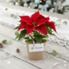 Nochebuena mini en maceta biodegradable para reuniones familiares, de oficina o en el trabajo