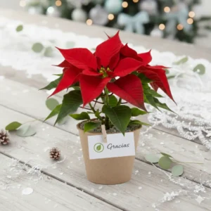 Nochebuena recuerdos eoclógicos CDMX Nochebuena mini en maceta biodegradable para reuniones familiares, de oficina o en el trabajo