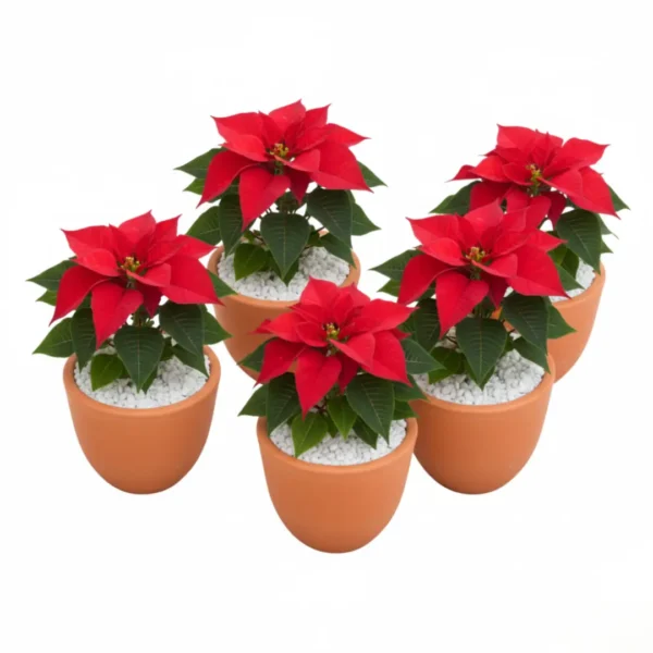 Nochebuena en maceta de barro con diseño navideño