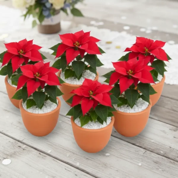 Nochebuenas en maceta de barro