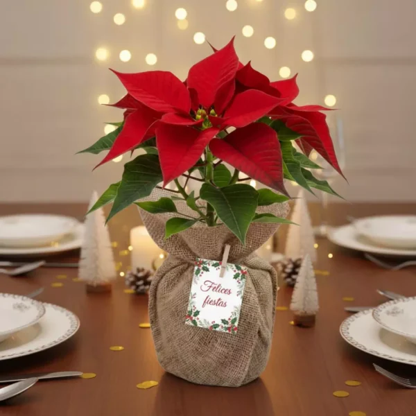 Nochebuena envuelta en tela para reuniones familiares, de oficina o en el trabajo