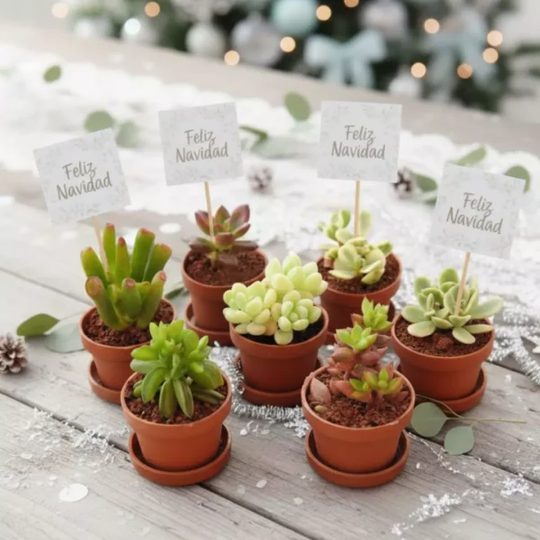 Regalos ecológicos. Suculentas mini personalizadas con temática de navidad. CDMX