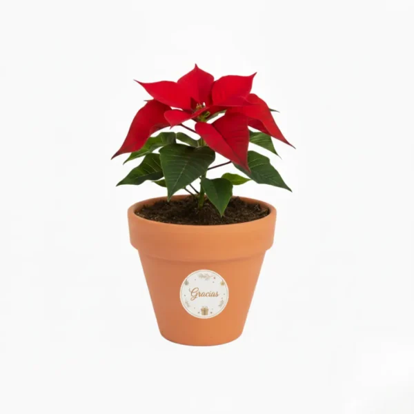 Nochebuena en maceta de barro con diseño navideño