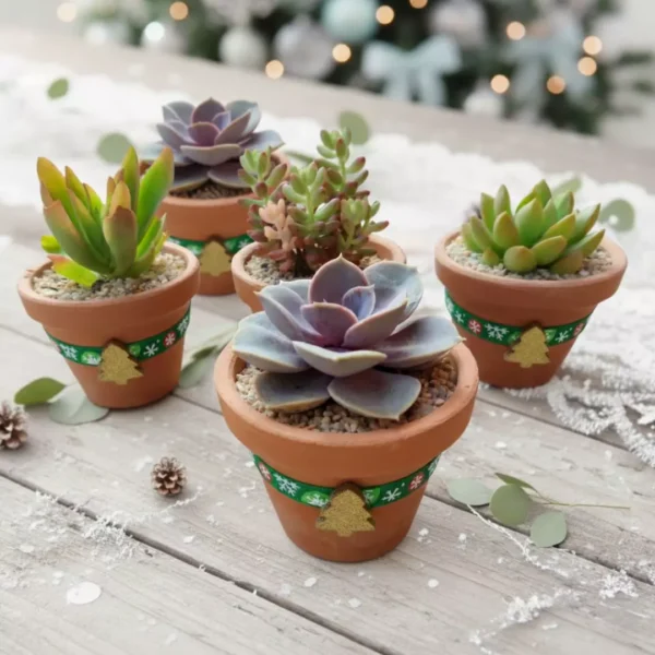 Regalos ecológicos. Suculentas en maceta de barro con toque navideño. CDMX