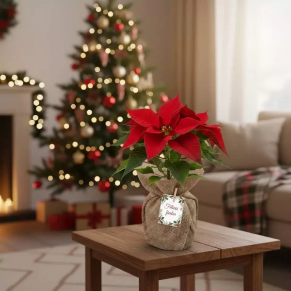 Nochebuena envuelta en tela para reuniones familiares, de oficina o en el trabajo