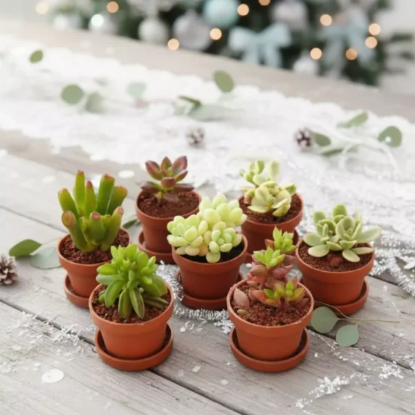 Regalos ecológicos. Suculentas mini personalizadas con temática de navidad. CDMX