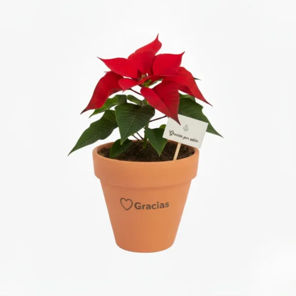 Nochebuena en maceta de barro con diseño navideño