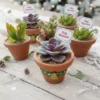 Regalos ecológicos. Suculentas en maceta de barro con toque navideño. CDMX