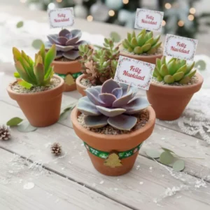 Suculentas navideñas CDMX Regalos ecológicos. Suculentas en maceta de barro con toque navideño. CDMX