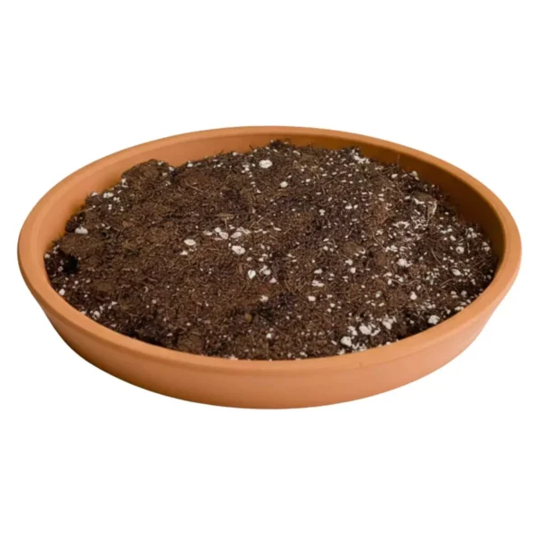 Sustraro para violetas africanas Vinde Tierra para violetas africanas, que evita la compactación, con buen drenaje y nutre a tus flores