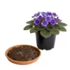 Tierra para violetas africanas Tierra para violetas africanas, que evita la compactación, con buen drenaje y nutre a tus flores