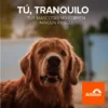 Trompa, cybor, antex, petfriendly Antex, combate hormigas de casa