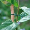 Tutorar plantas Cinta de amarre tipo bimbo para tutorar plantas en jardinería y huerto. Marca Truper