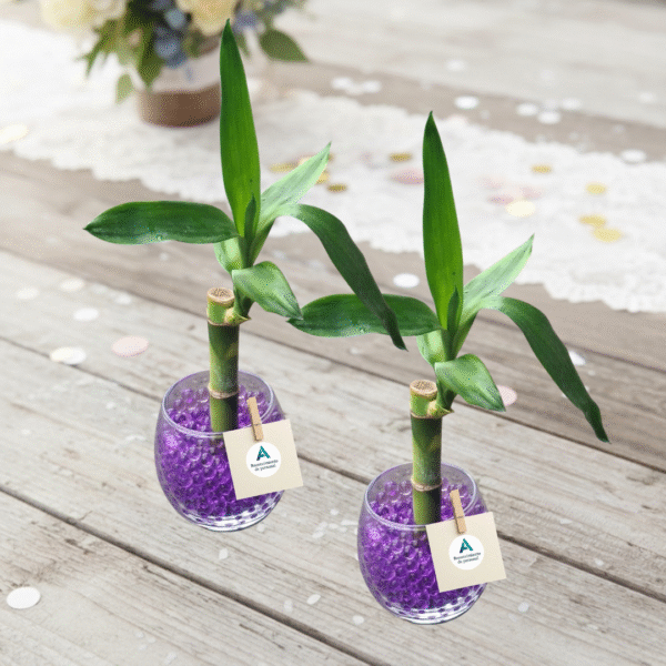Bambú de agua en pecera de cristal para recuerdos de empresas sociales y empresariales. Recuerdos ecológicos CDMX