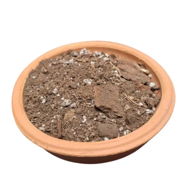 Sustrato anturios Vinde Sustrato para anturios